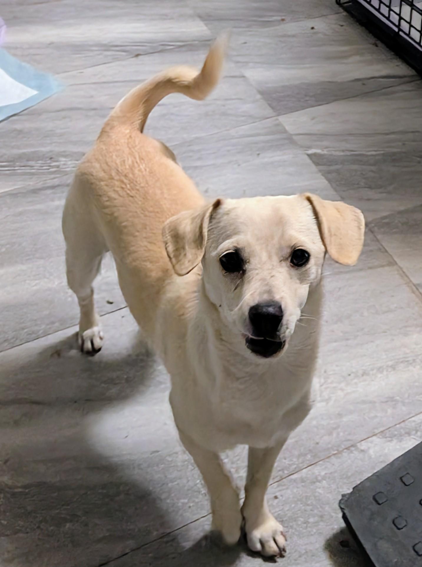 Enlarge Nala, a ADOPTABLE mixed breed in Saint David, AZ image 4/4