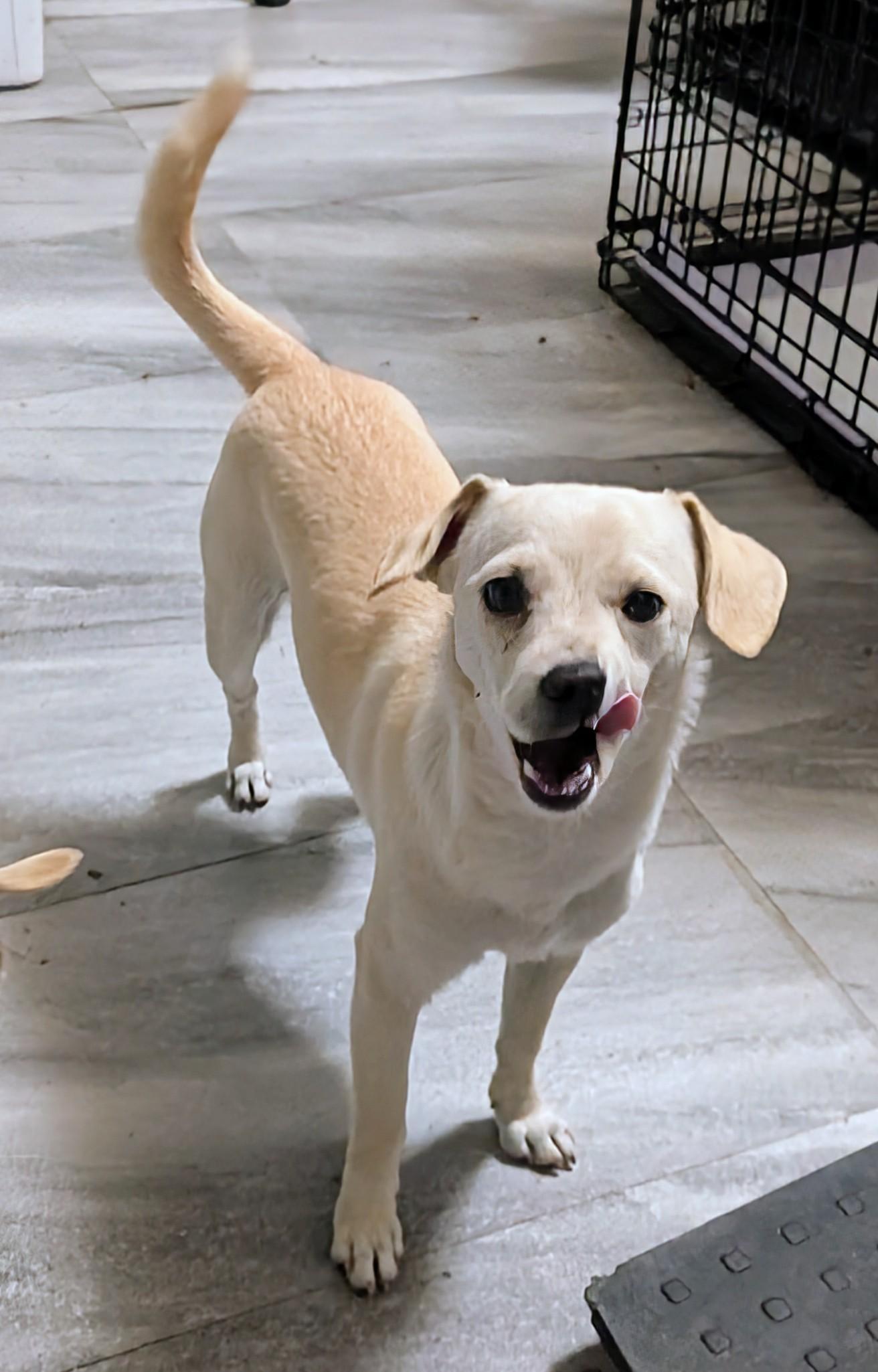 Enlarge Nala, a ADOPTABLE mixed breed in Saint David, AZ image 3/4