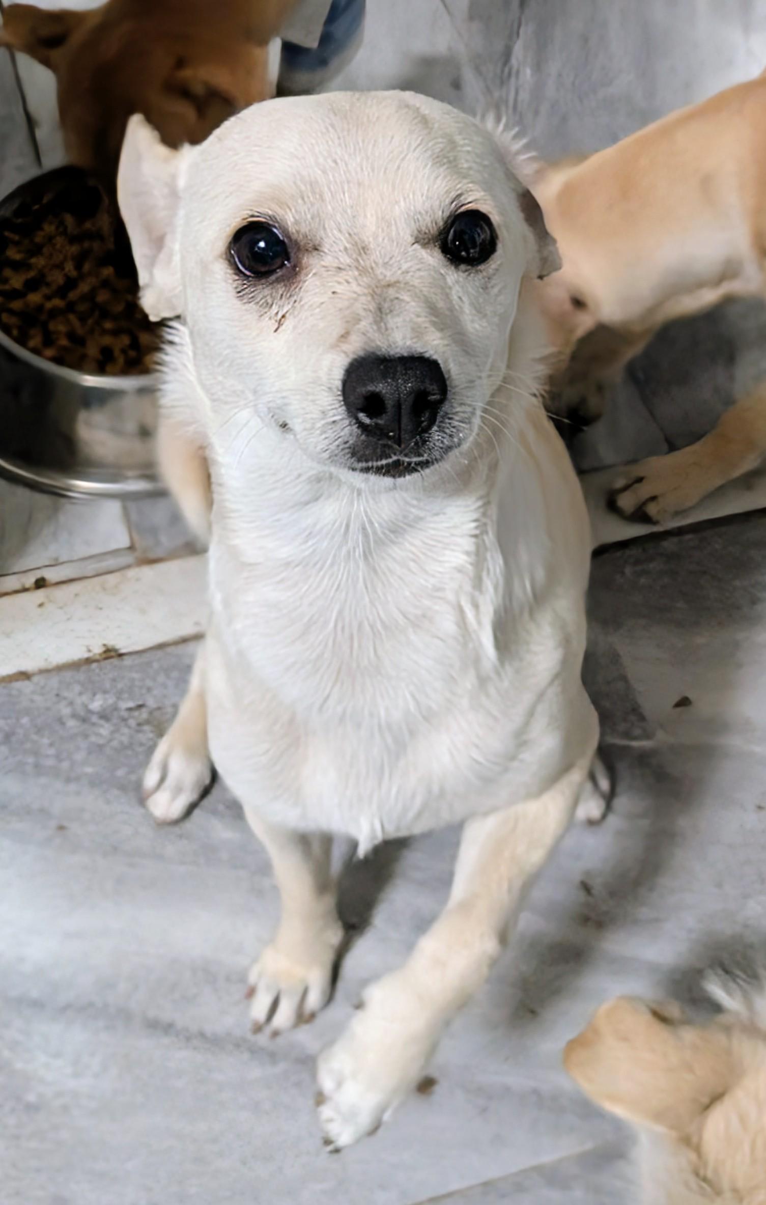 Enlarge Nala, a ADOPTABLE mixed breed in Saint David, AZ image 1/4