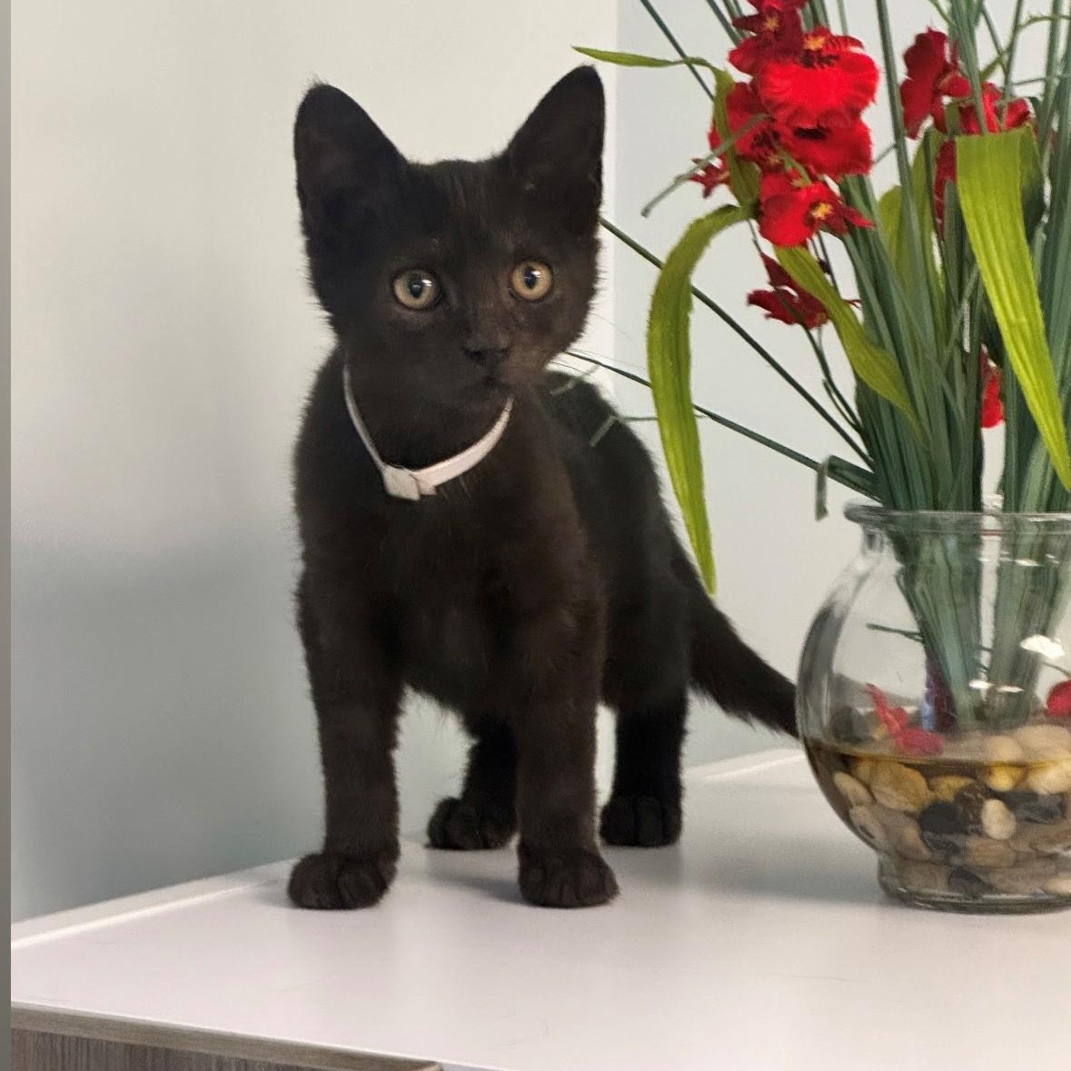Wednesday, ADOPTABLE, Young Female Domestic Short Hair.