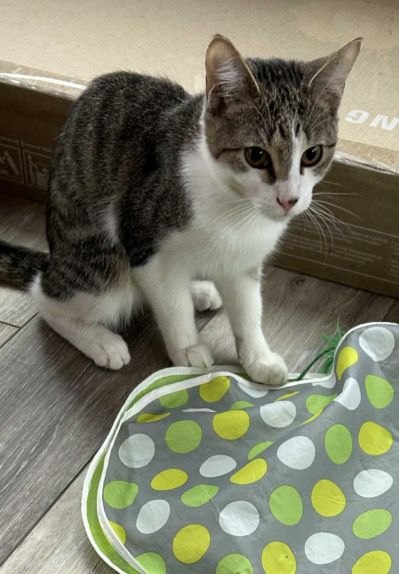 Alex, Adoptable, Young Male Domestic Short Hair.