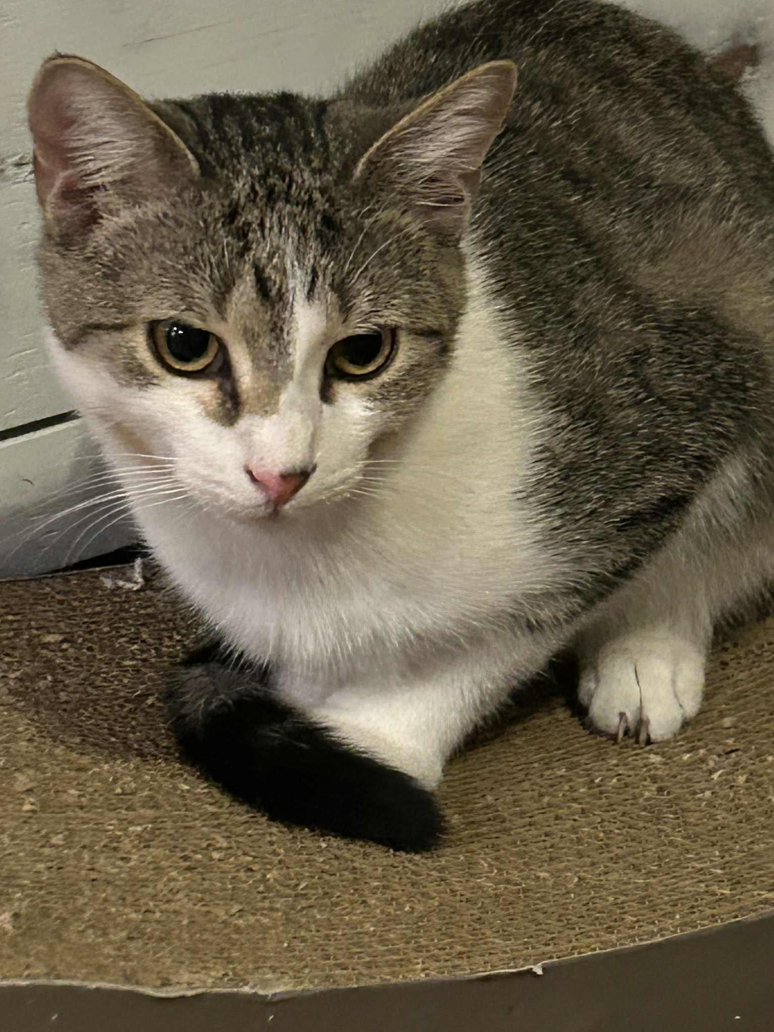 Enlarge Alex, a Adoptable Domestic Short Hair in Gonic, NH image 2/3