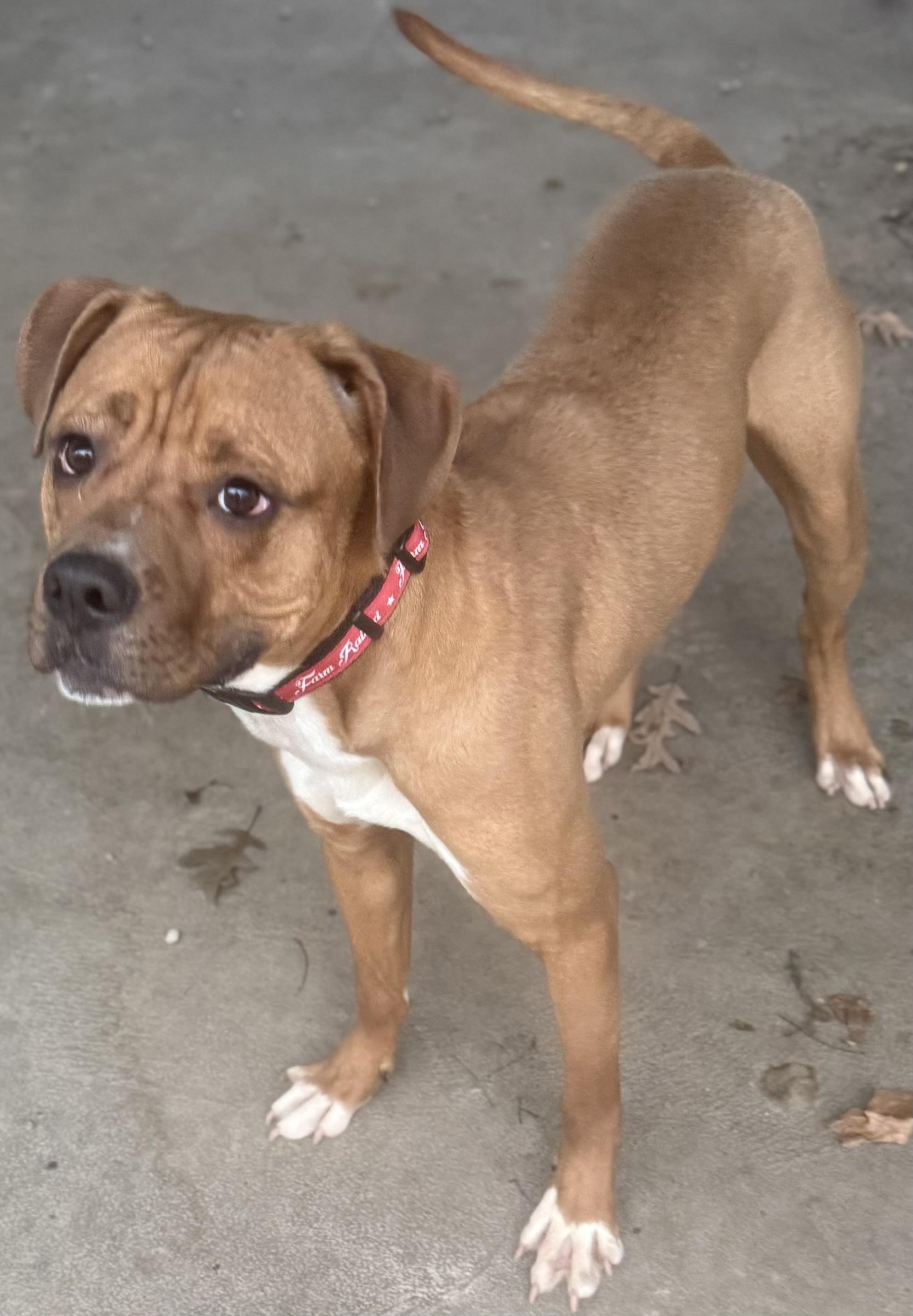 Enlarge Vash AVAILABLE , a ADOPTABLE mixed breed in Canton, OH image 2/6