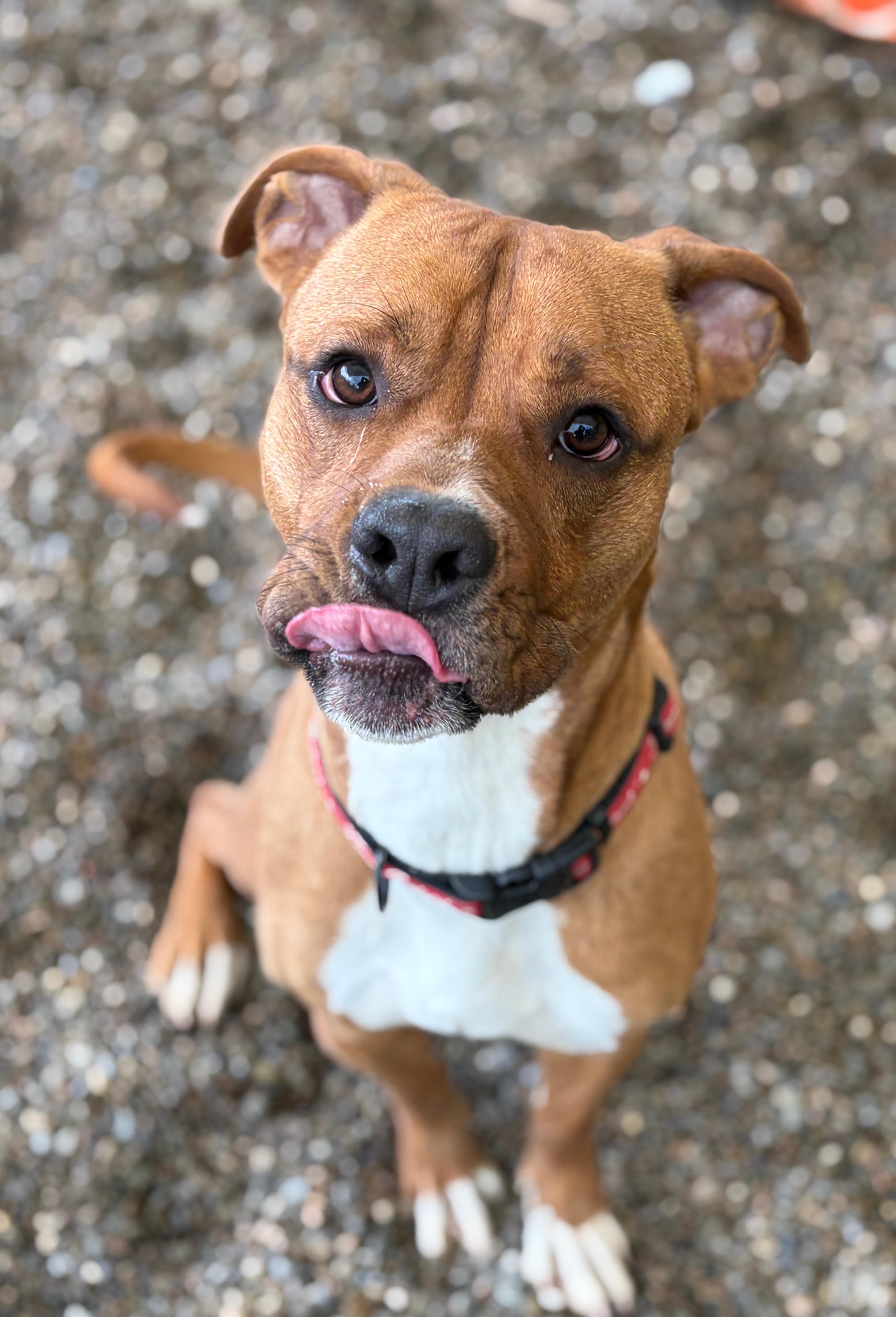 Vash AVAILABLE , ADOPTABLE, Adult Male Boxer & American Bully.