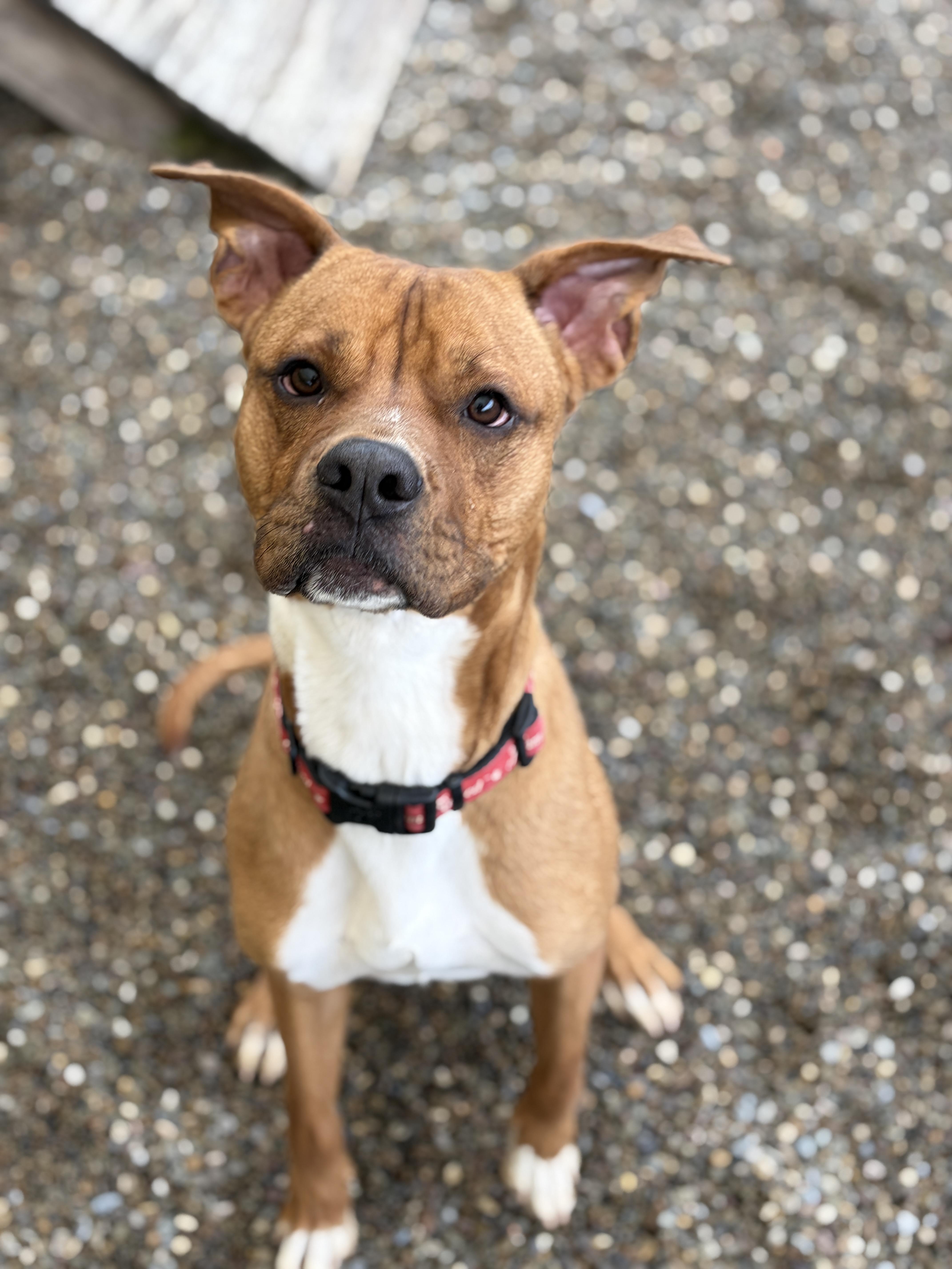 Enlarge Vash AVAILABLE , a ADOPTABLE mixed breed in Canton, OH image 2/6