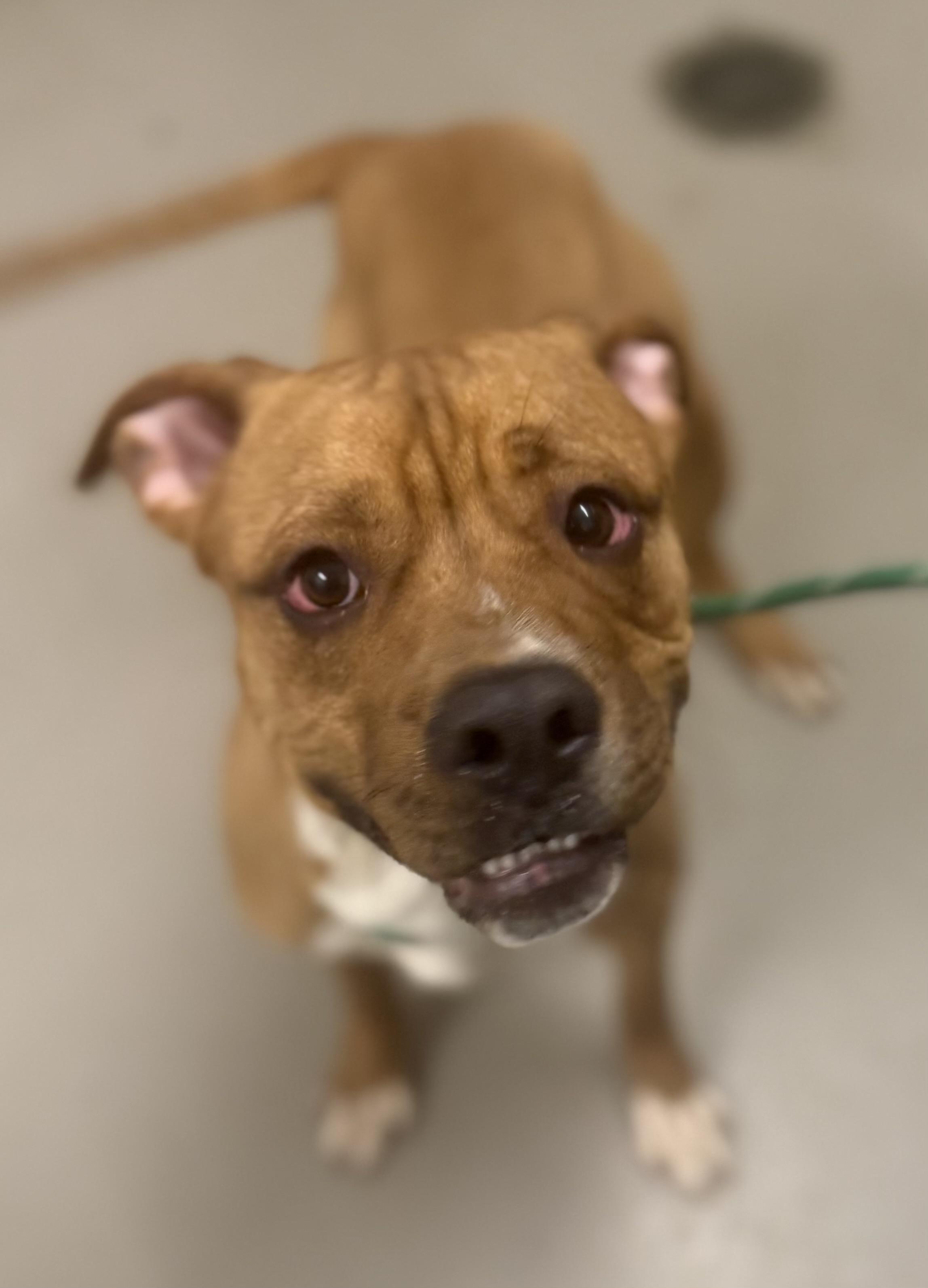 Enlarge Vash AVAILABLE , a ADOPTABLE mixed breed in Canton, OH image 6/6