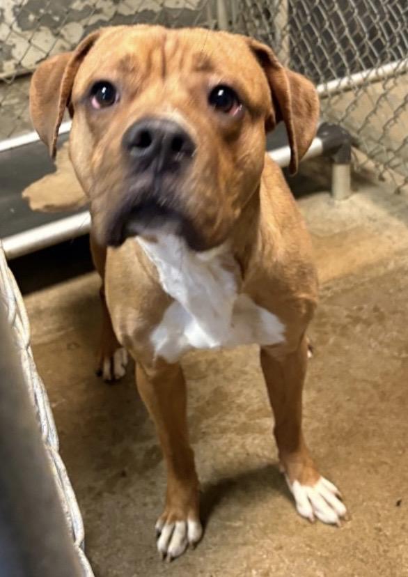 Enlarge Vash AVAILABLE , a ADOPTABLE mixed breed in Canton, OH image 4/6