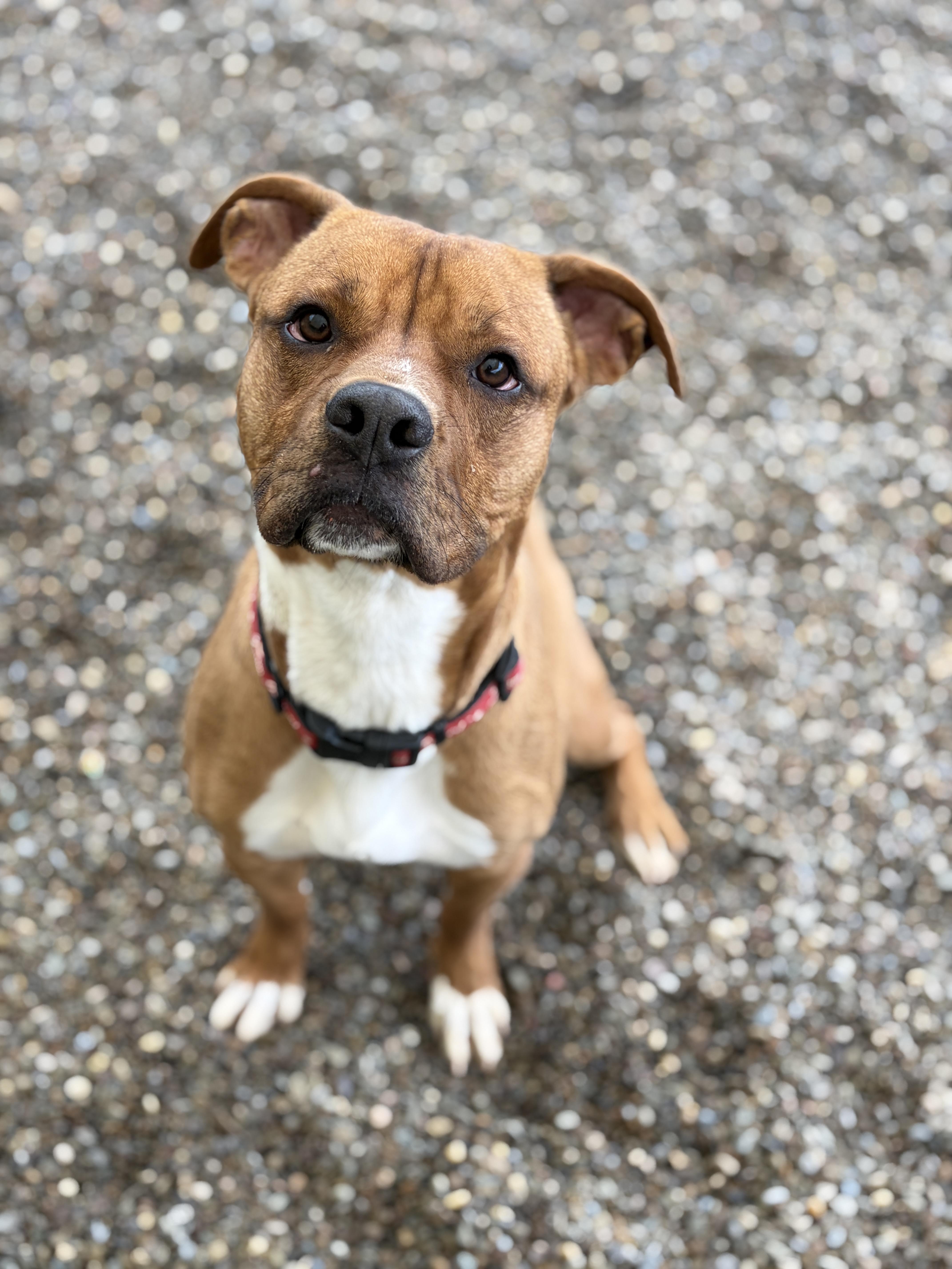 Enlarge Vash AVAILABLE , a ADOPTABLE mixed breed in Canton, OH image 1/6