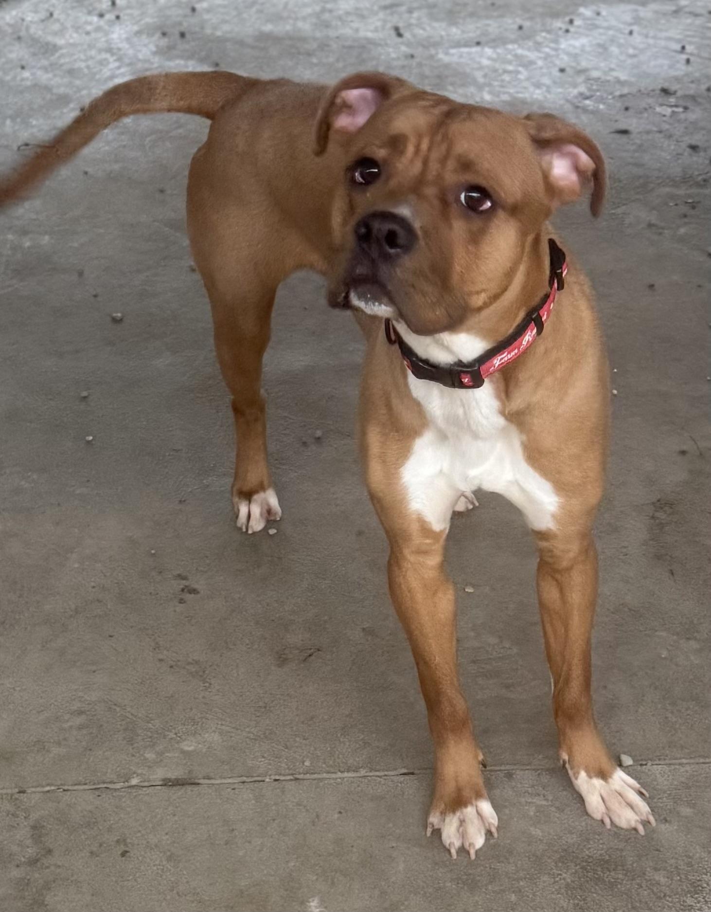 Enlarge Vash AVAILABLE , a ADOPTABLE mixed breed in Canton, OH image 5/6