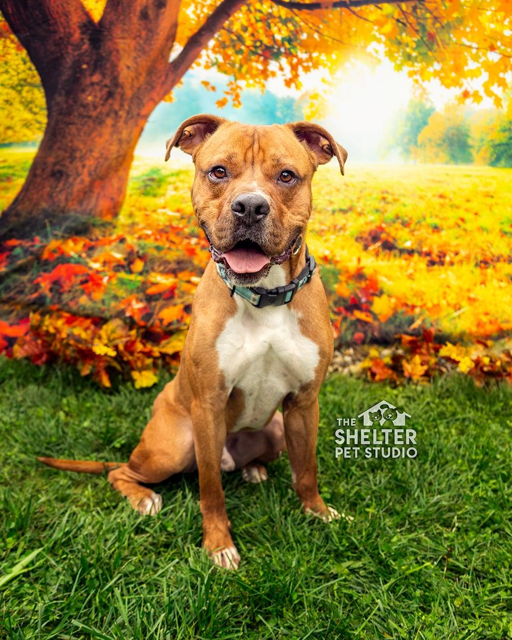 Vash AVAILABLE , Adoptable, Adult Male Boxer & American Bully.
