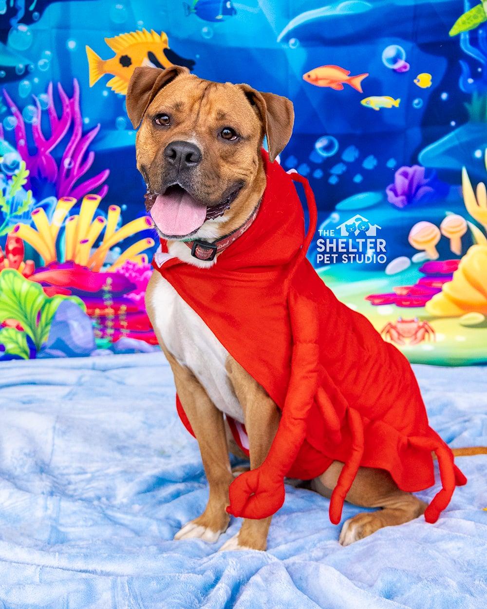 Vash AVAILABLE , a ADOPTABLE mixed breed in Canton, OH image 1/6