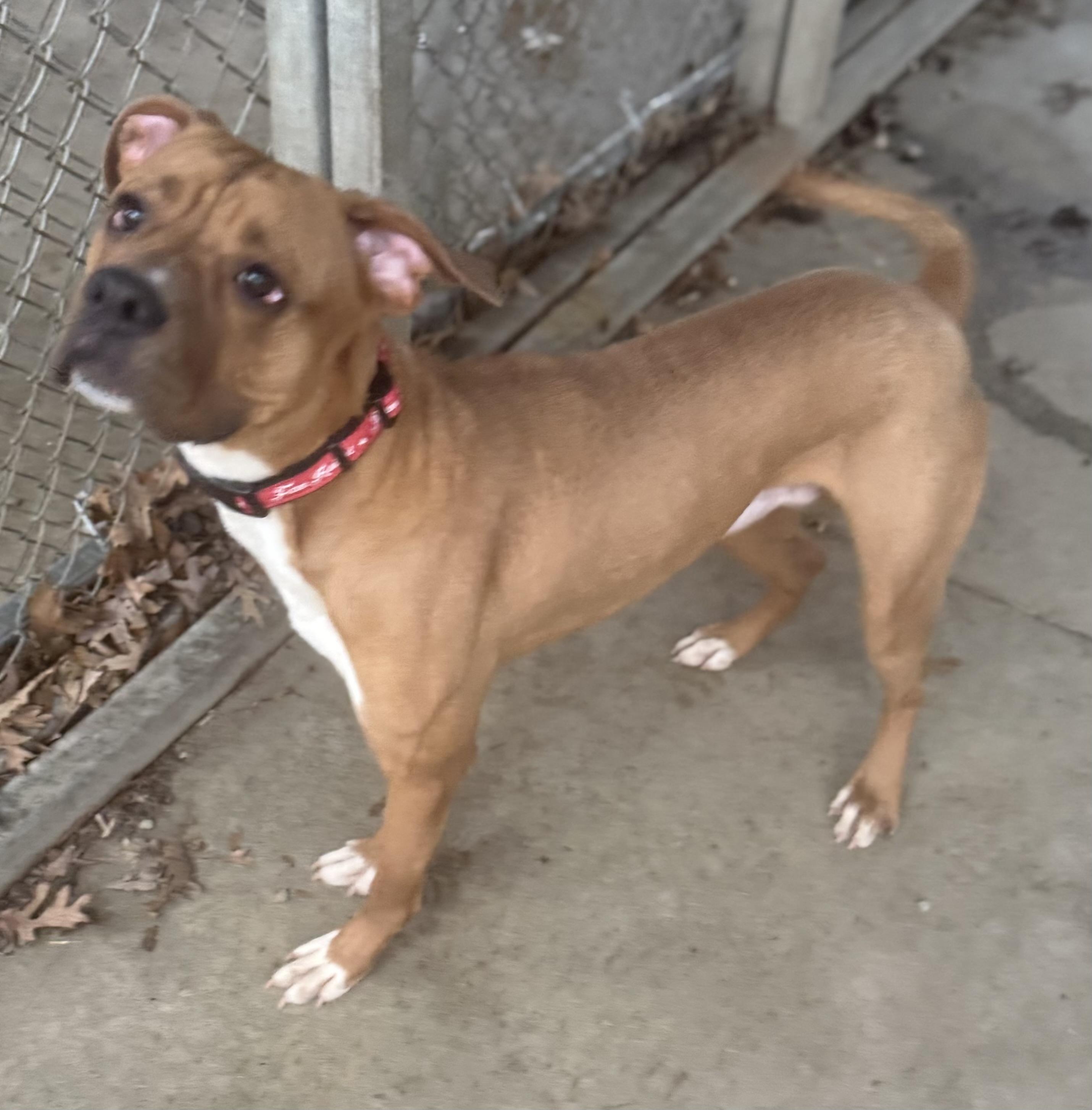Enlarge Vash AVAILABLE , a ADOPTABLE mixed breed in Canton, OH image 3/6