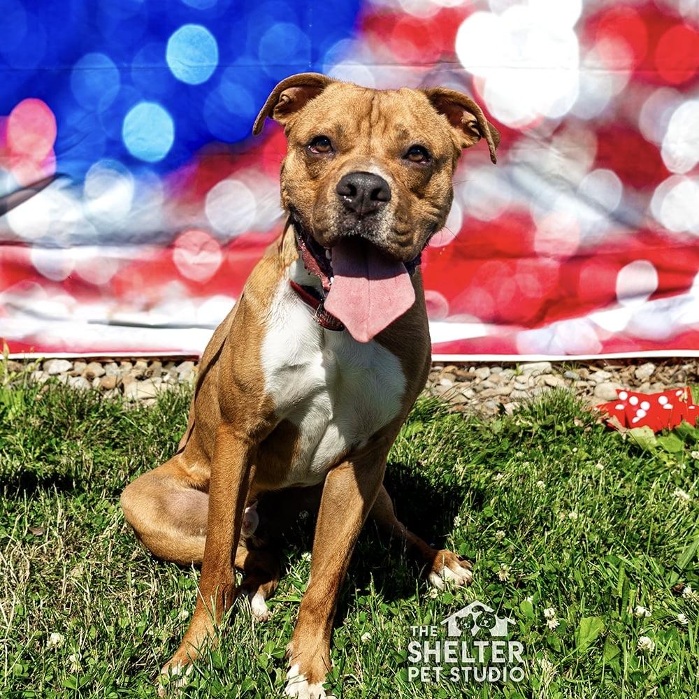 Vash AVAILABLE , ADOPTABLE, Adult Male Boxer & American Bully.