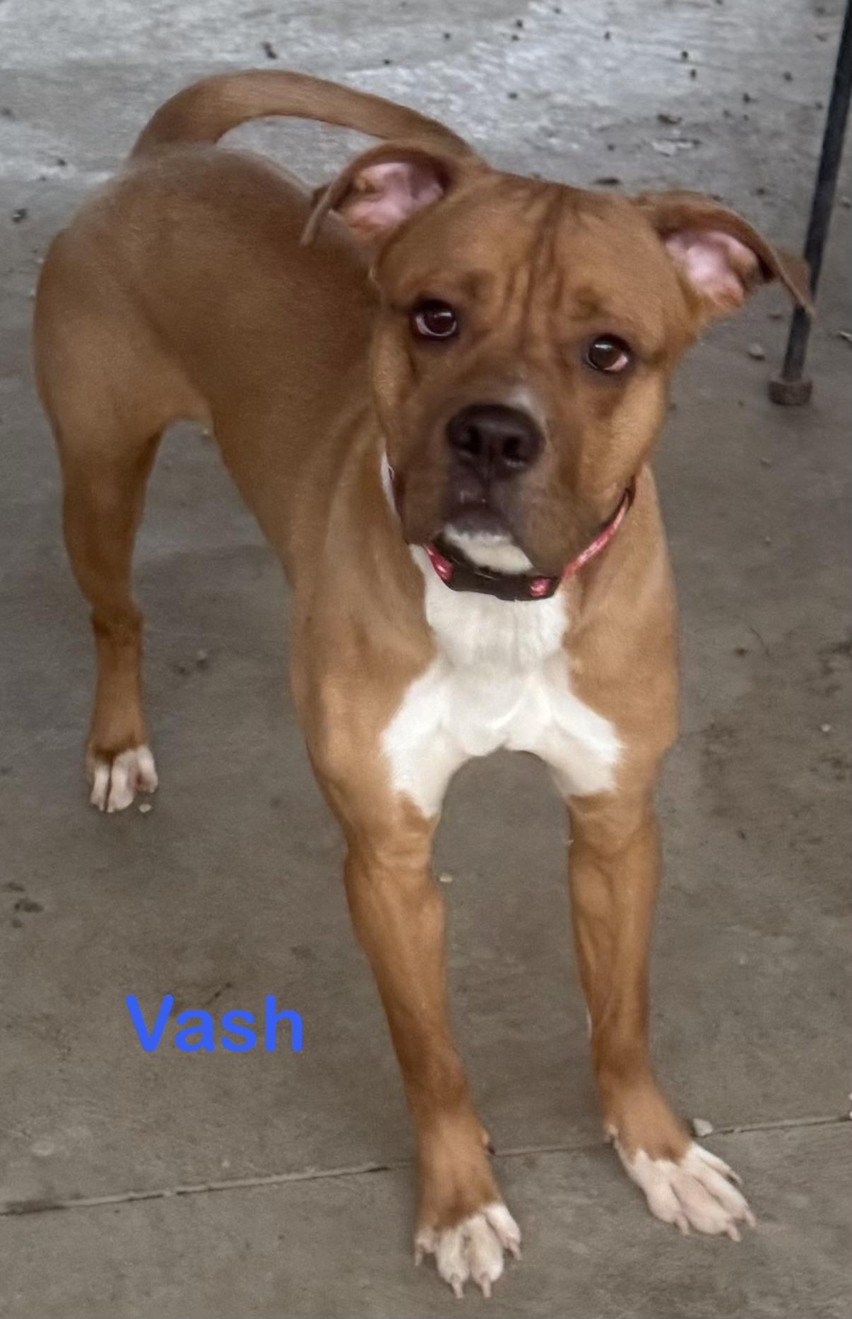 Vash AVAILABLE , ADOPTABLE, Adult Male Boxer & American Bully.