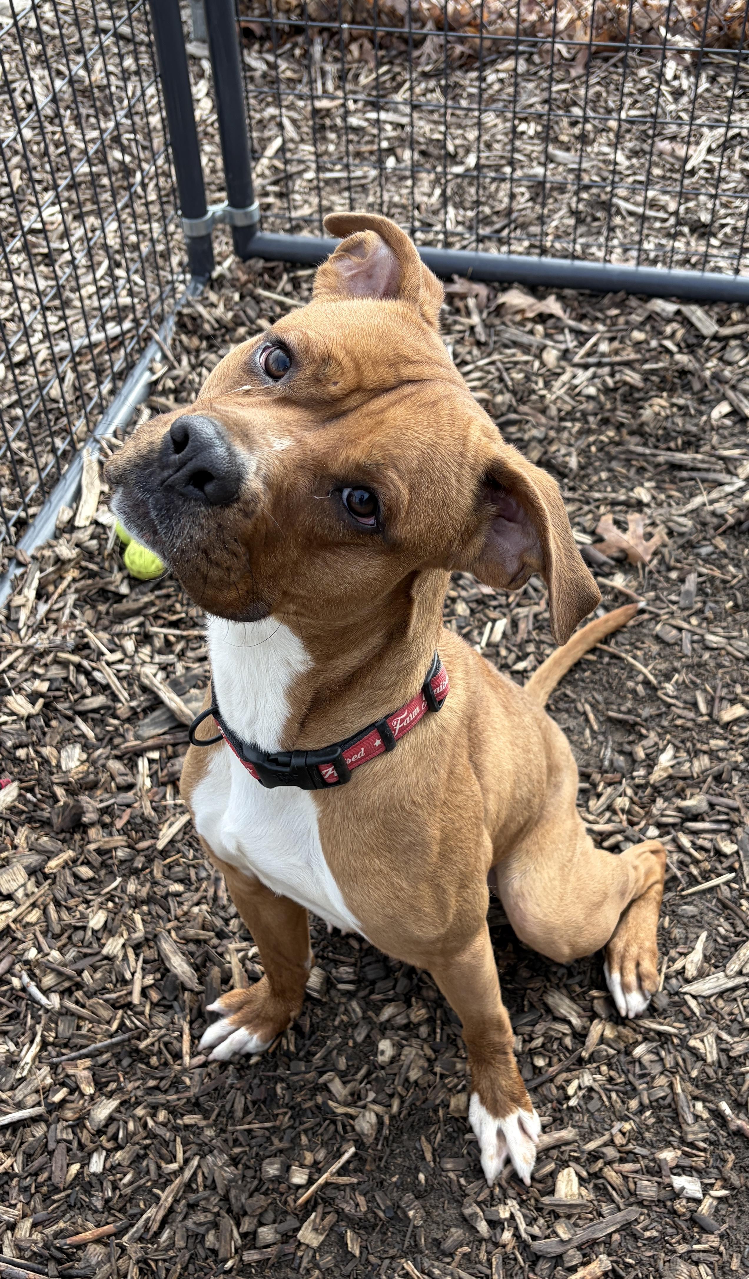 Enlarge Vash AVAILABLE , a ADOPTABLE mixed breed in Canton, OH image 1/6