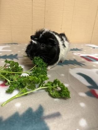 Newie, Adoptable, Adult Male Guinea Pig & Guinea Pig.