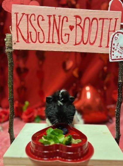 Enlarge Newie, a Adoptable mixed breed in Eugene, OR image 2/2