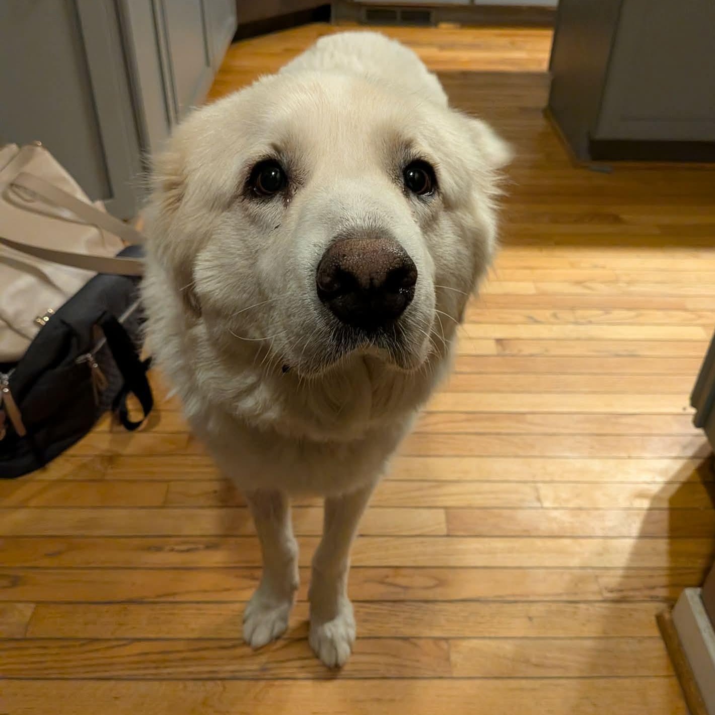 Sugar, an adopted Great Pyrenees in Rochester, NY image 2/6