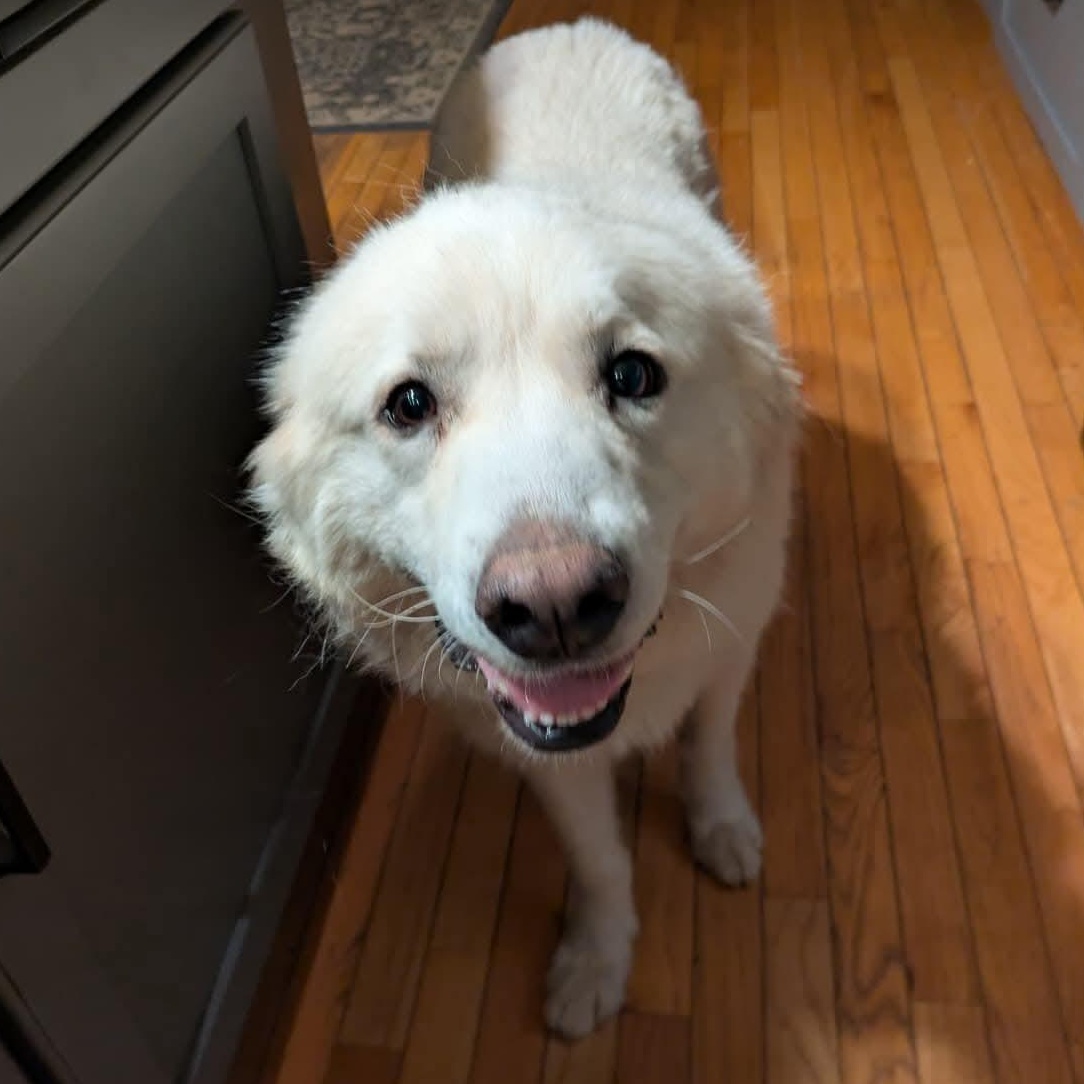 Sugar, an adopted Great Pyrenees in Rochester, NY image 3/6