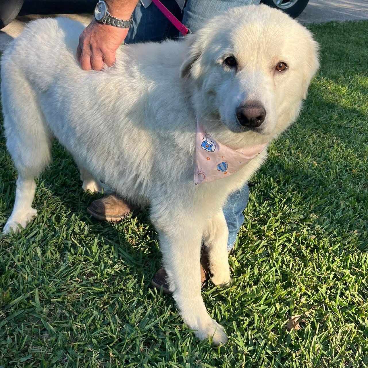Sugar, an adopted Great Pyrenees in Rochester, NY image 5/6