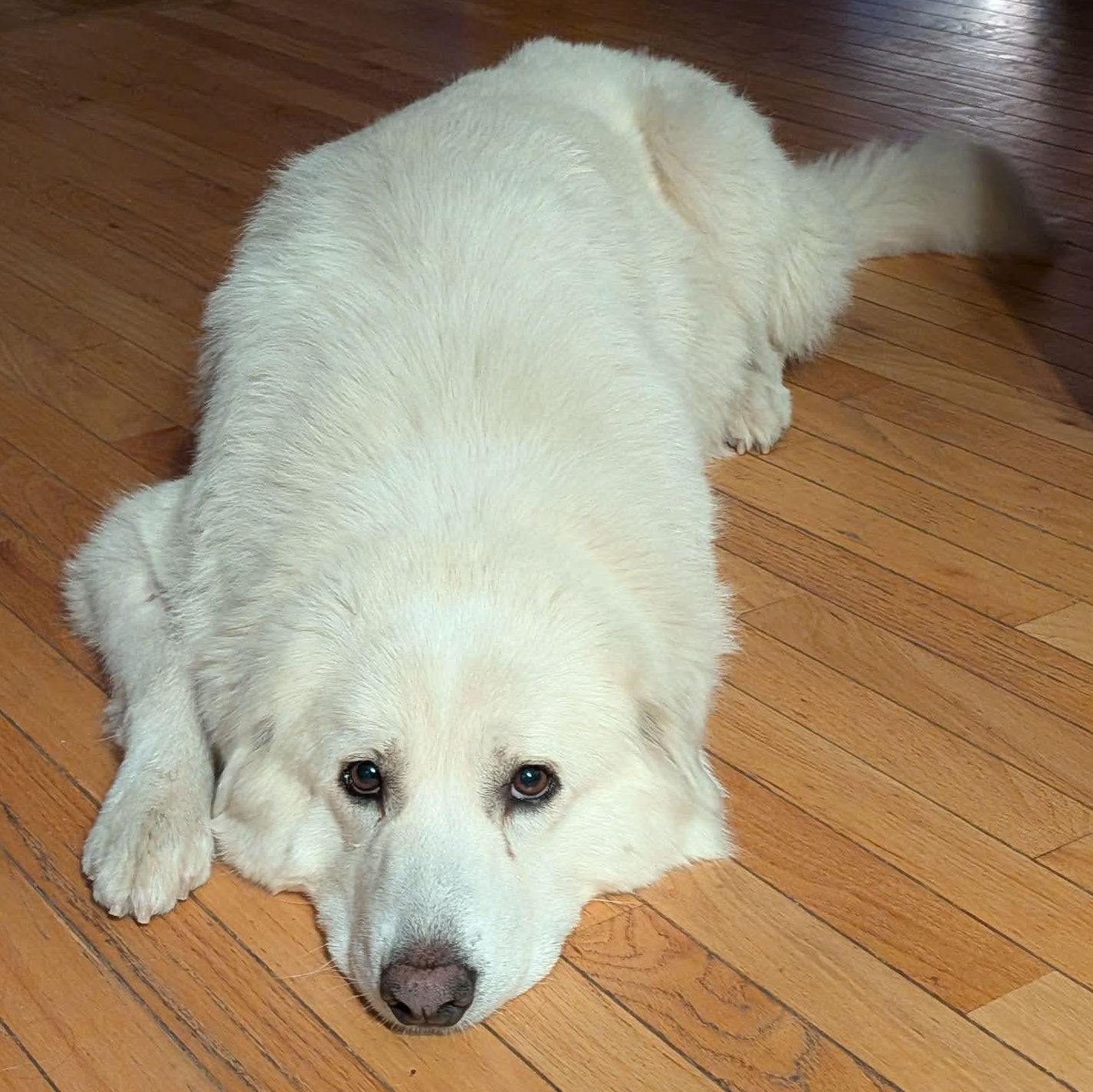 Sugar, an adopted Great Pyrenees in Rochester, NY image 1/6