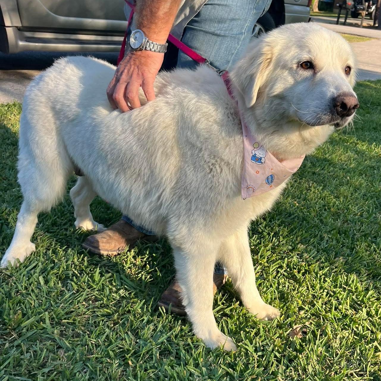 Sugar, an adopted Great Pyrenees in Rochester, NY image 6/6
