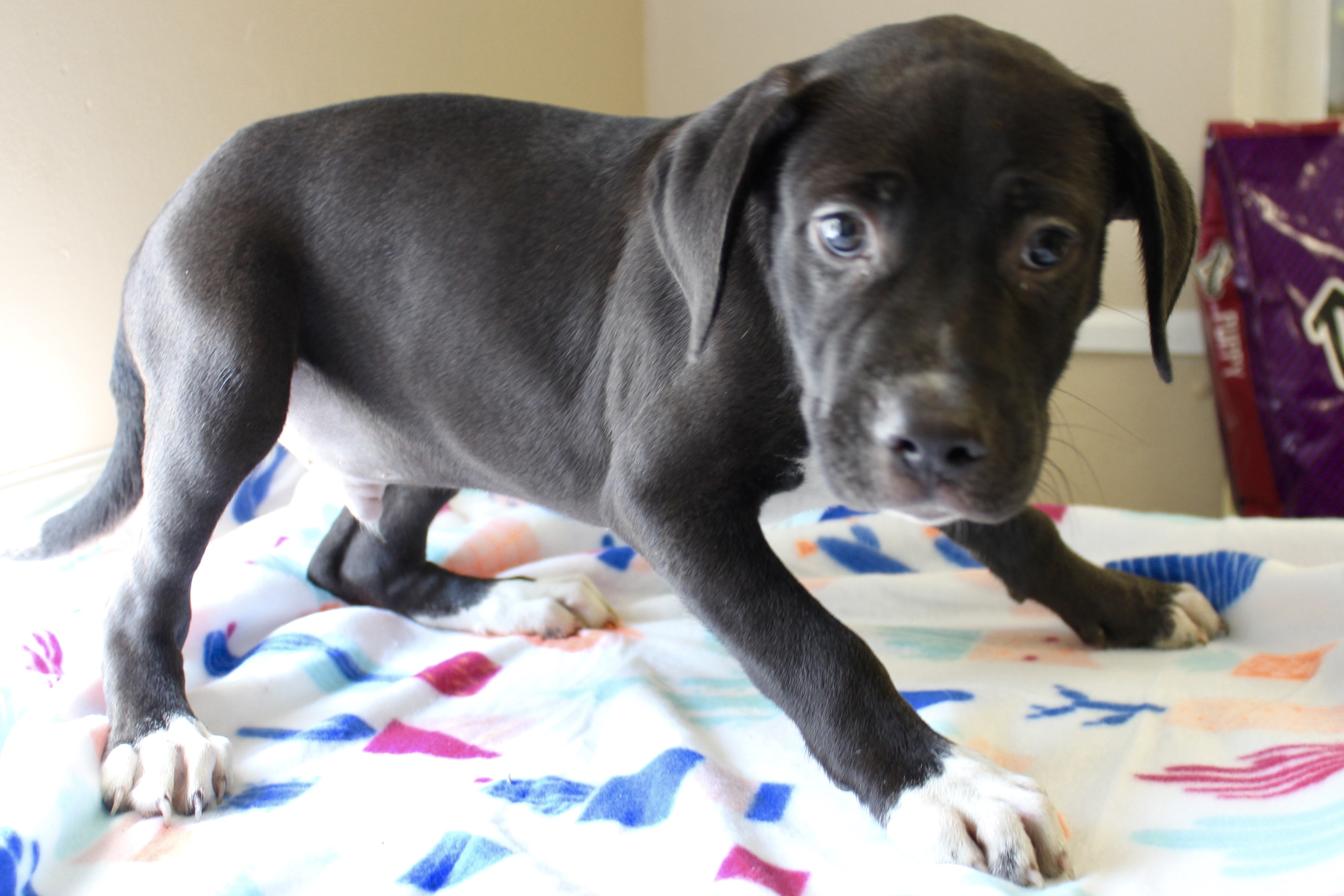 LIAM, a Adoptable mixed breed in Brazil, IN image 2/5