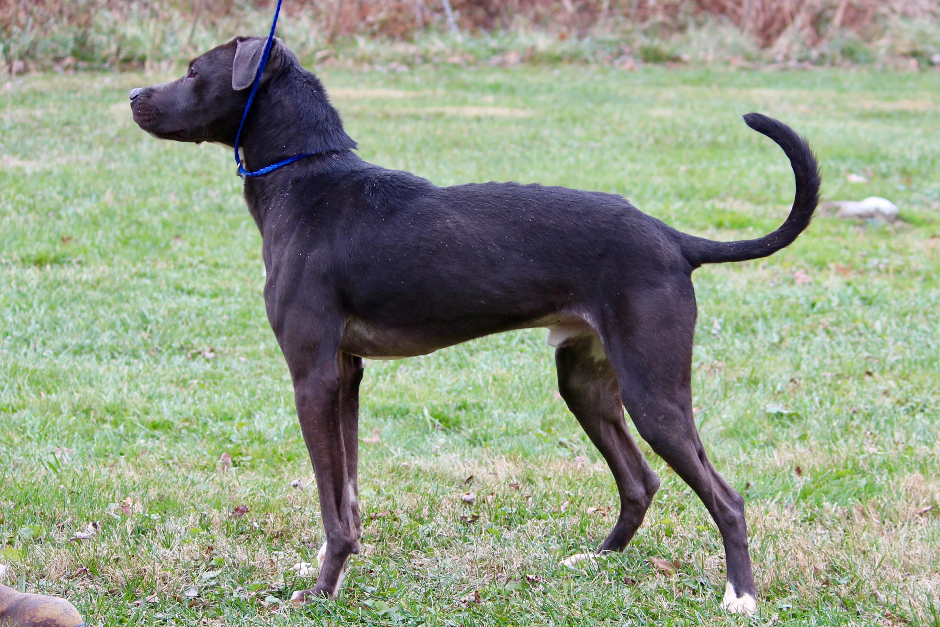 LIAM, a Adoptable mixed breed in Brazil, IN image 3/5