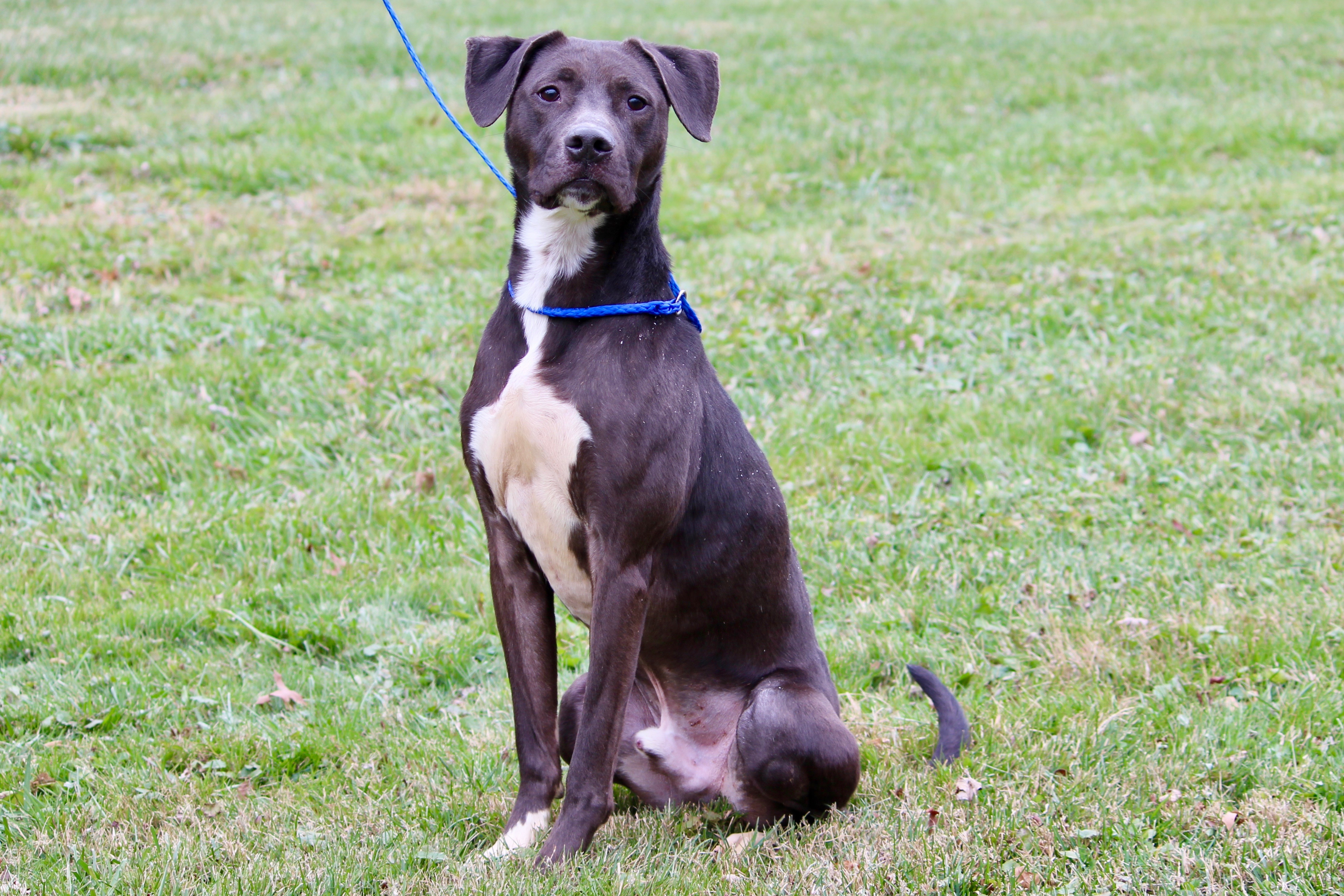 LIAM, a Adoptable mixed breed in Brazil, IN image 4/5