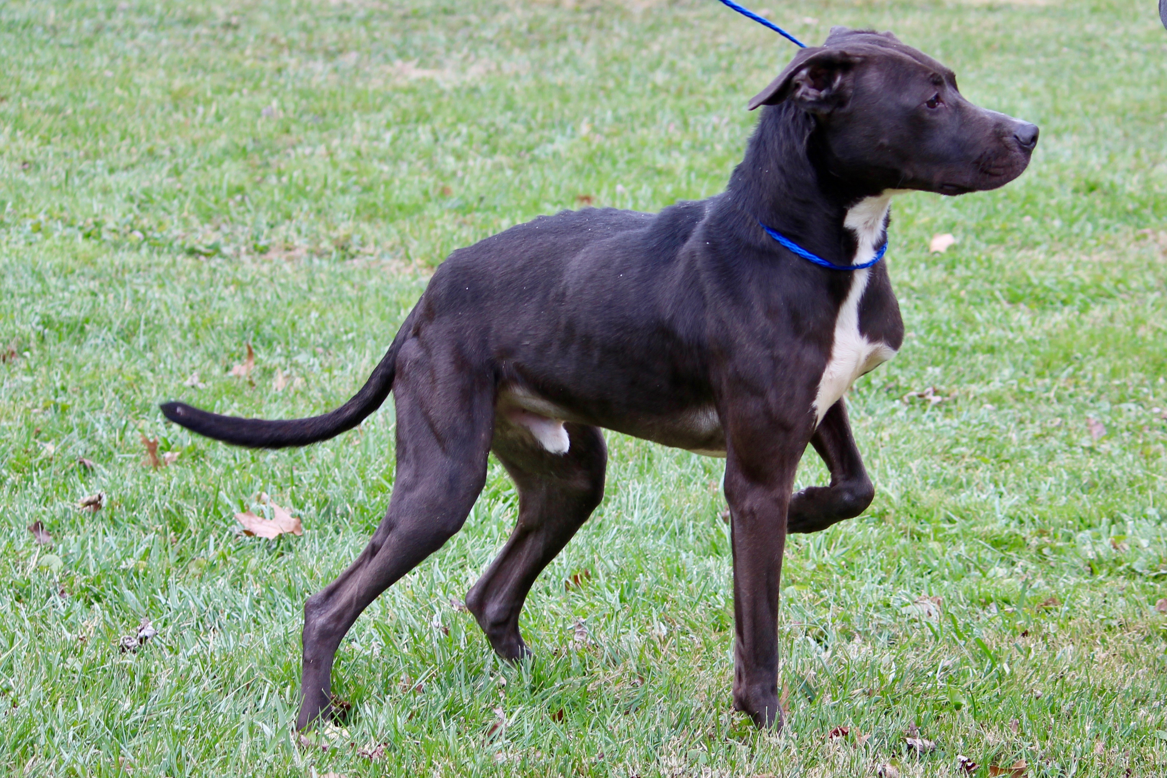 LIAM, a Adoptable mixed breed in Brazil, IN image 5/5