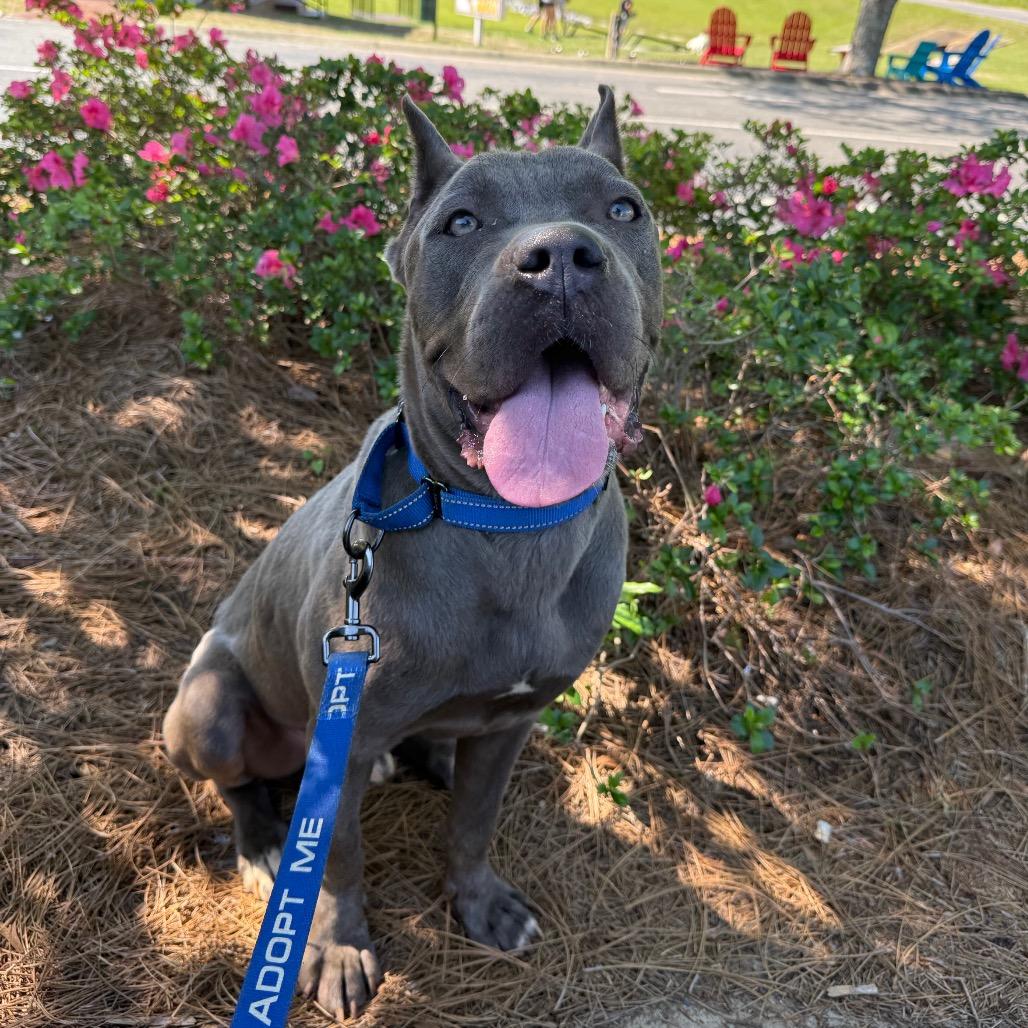 Enlarge Luigi, a ADOPTABLE Cane Corso in Farmington, CT image 1/3