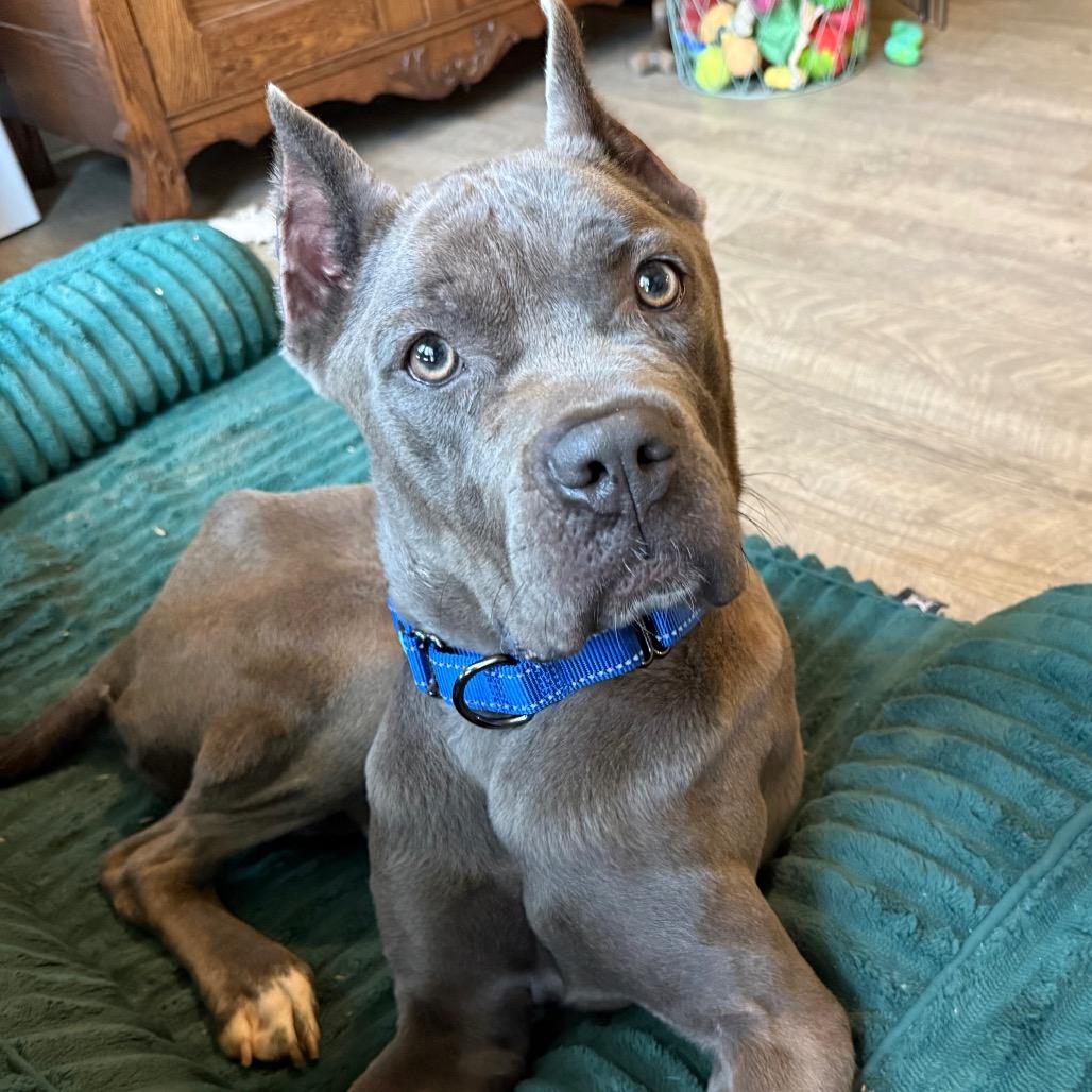 Enlarge Luigi, a ADOPTABLE Cane Corso in Farmington, CT image 2/3