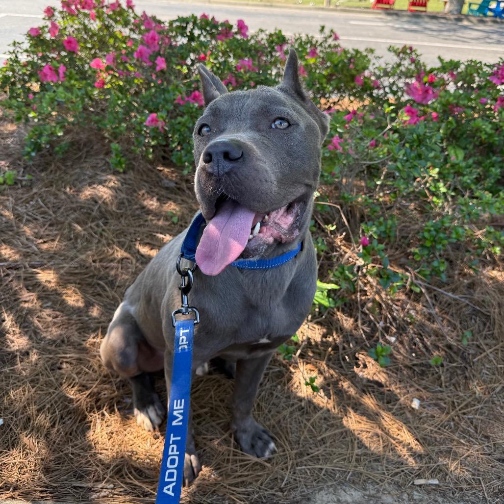 Enlarge Luigi, a ADOPTABLE Cane Corso in Farmington, CT image 3/3