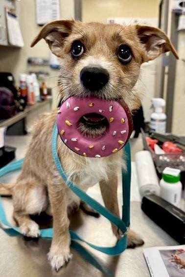 Enlarge Terry, an adopted Wirehaired Terrier in Las Vegas, NV image 2/2