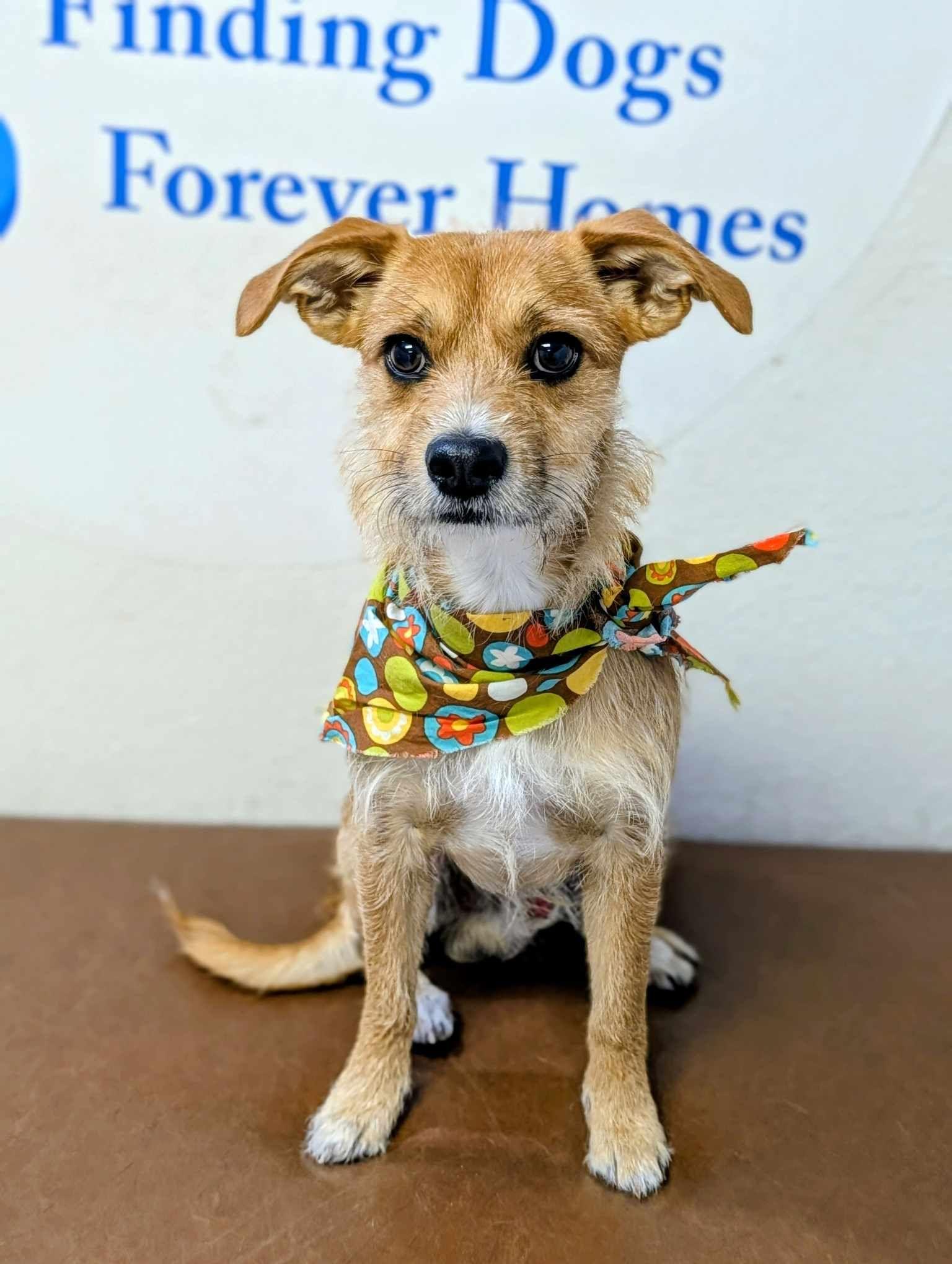 Terry, adopted, Young Male Wirehaired Terrier.