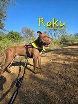 Enlarge Roku, a Adoptable Pit Bull Terrier in Denton, TX image 3/3