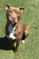 Enlarge Roku, a Adoptable Pit Bull Terrier in Denton, TX image 2/3