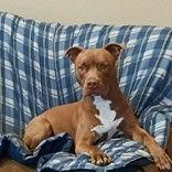 Enlarge Roku, a Adoptable Pit Bull Terrier in Denton, TX image 1/3