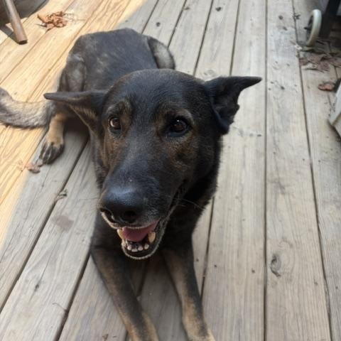 JAX, ADOPTABLE, Adult Male German Shepherd Dog.