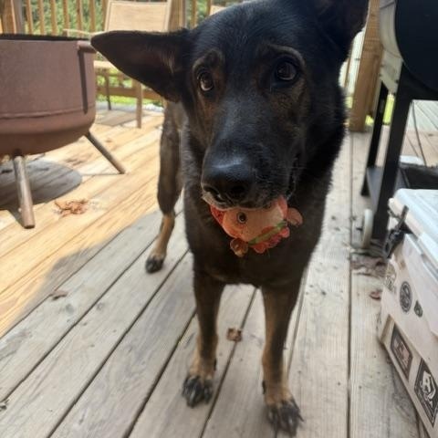 JAX, a ADOPTABLE German Shepherd Dog in Roswell, GA image 2/2