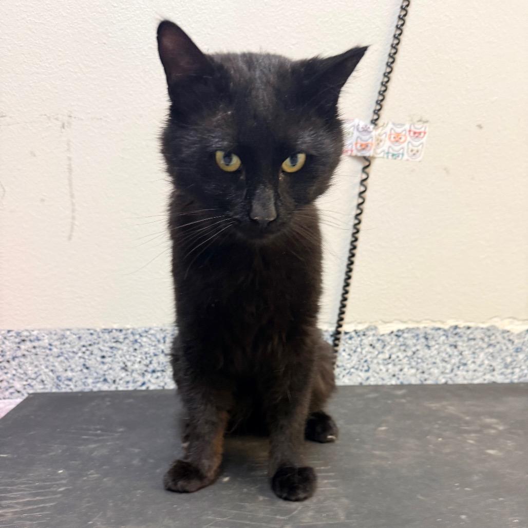 Enlarge Preston, a Adoptable mixed breed in Great Falls, MT image 1/6