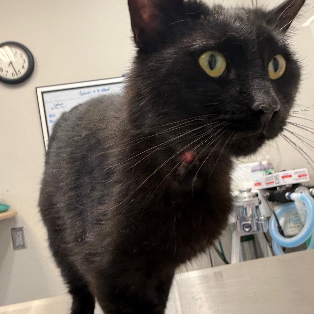 Enlarge Preston, a Adoptable mixed breed in Great Falls, MT image 2/6