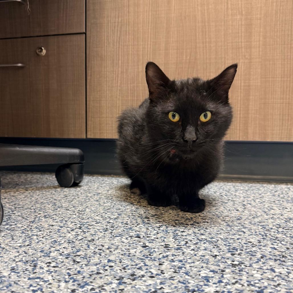 Enlarge Preston, a Adoptable mixed breed in Great Falls, MT image 3/6