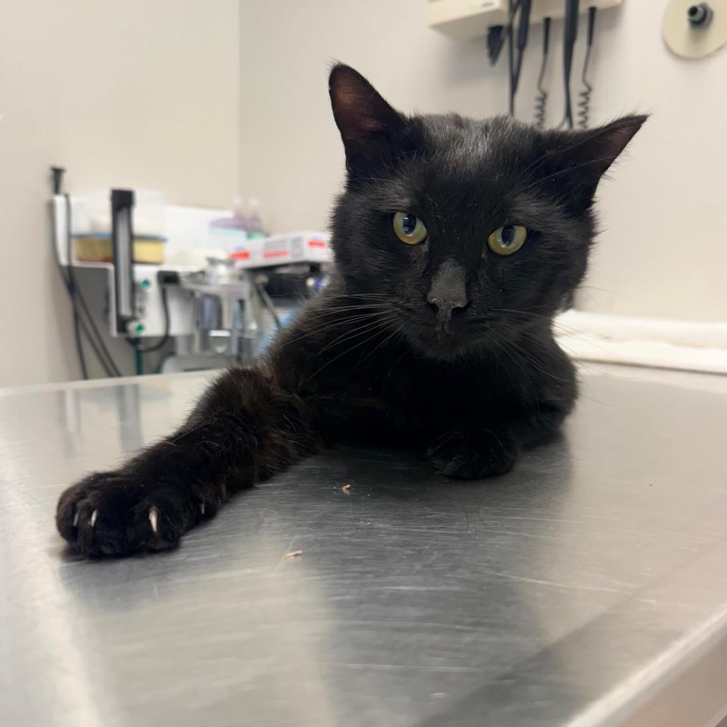 Enlarge Preston, a Adoptable mixed breed in Great Falls, MT image 4/6