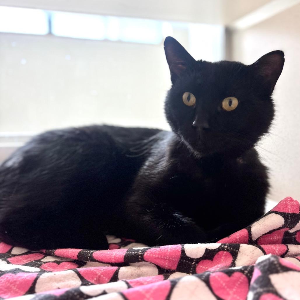 Enlarge Preston, a Adoptable mixed breed in Great Falls, MT image 1/1