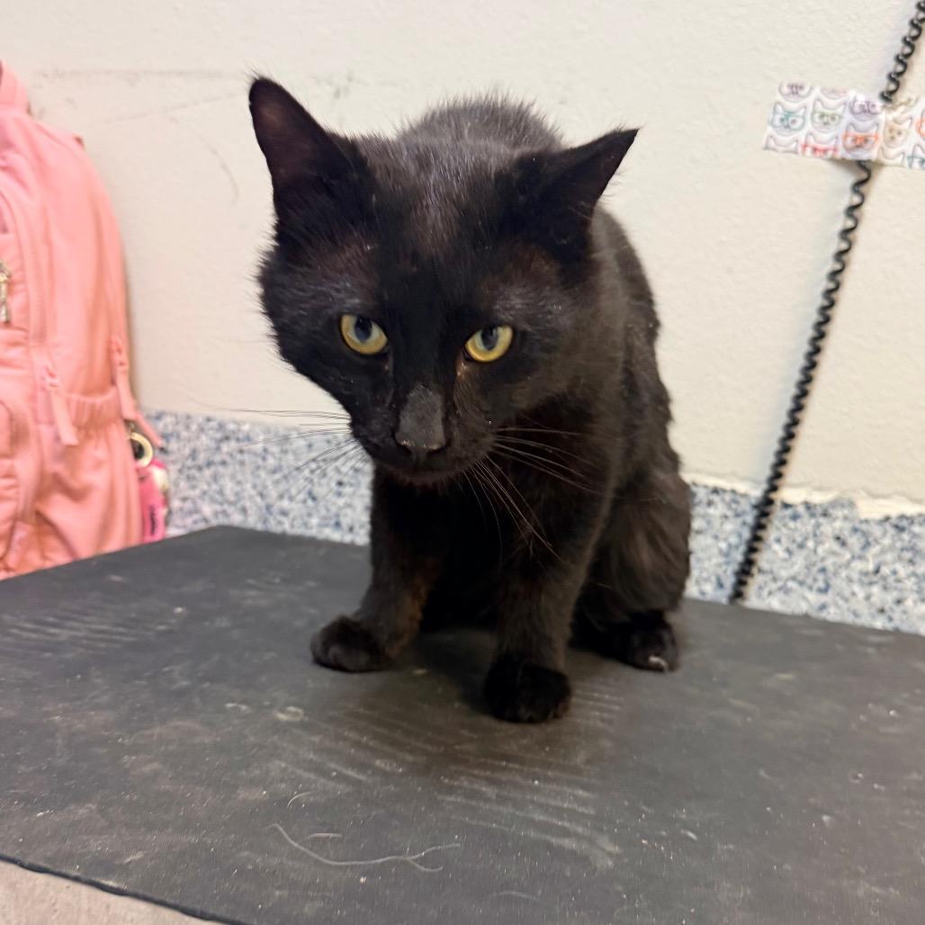 Enlarge Preston, a Adoptable mixed breed in Great Falls, MT image 5/6