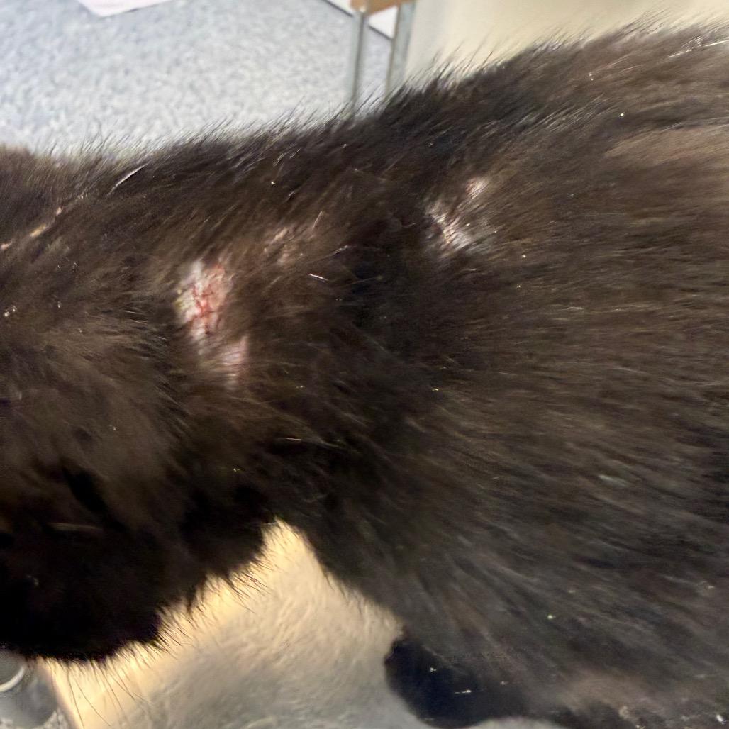 Enlarge Preston, a Adoptable mixed breed in Great Falls, MT image 6/6