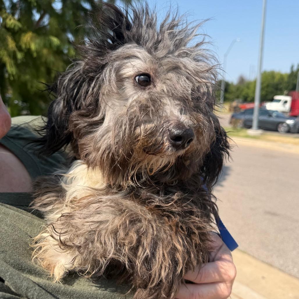 Auggie C-34103, Adoptable, Young Male Shih Tzu.