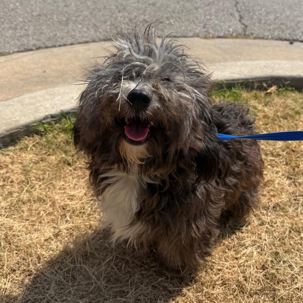 Auggie C-34103, a Adoptable Shih Tzu in Oklahoma City, OK image 2/6