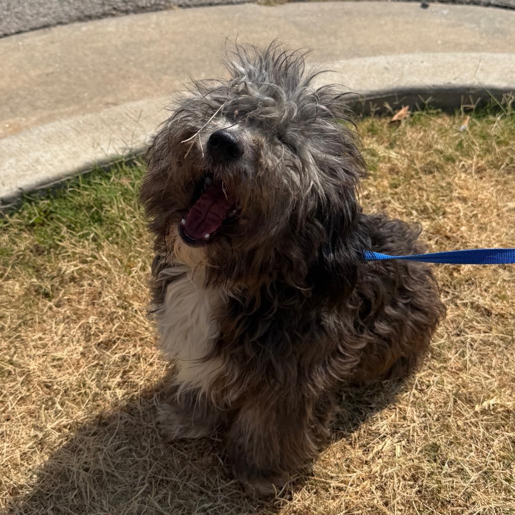 Auggie C-34103, a Adoptable Shih Tzu in Oklahoma City, OK image 3/6